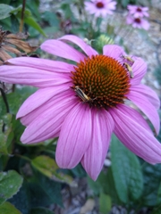 Chauliognathus opacus