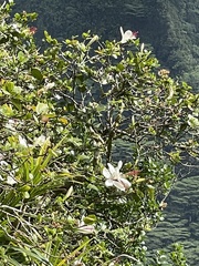 Hibiscus arnottianus