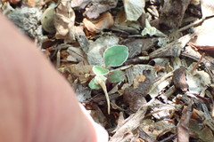 Cotoneaster hebephyllus