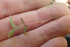Cotoneaster hebephyllus