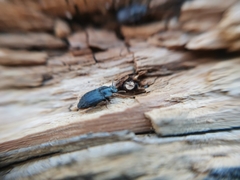 Hexagonochilus dilaticollis