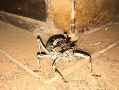 Acanthoproctus cervinus