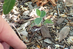 Cotoneaster hebephyllus