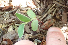 Cotoneaster hebephyllus