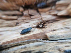 Hexagonochilus dilaticollis