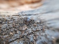 Hexagonochilus dilaticollis