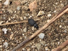 Licinus