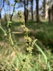 Rumex brownii