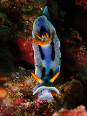 Chromodoris alcalai