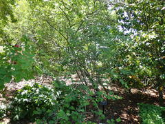 Cotoneaster hebephyllus