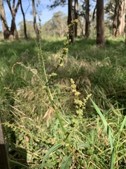 Rumex brownii