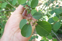Cotoneaster hebephyllus