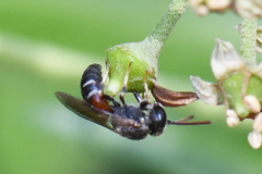 Lasioglossum interruptum