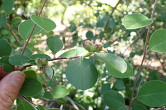 Cotoneaster hebephyllus