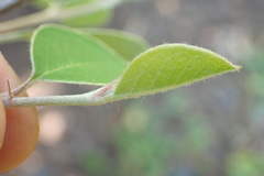 Cotoneaster hebephyllus