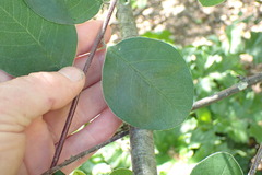 Cotoneaster hebephyllus