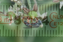 Lasioglossum interruptum