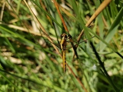 Erythrodiplax connata