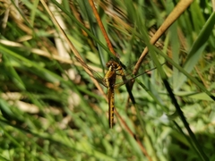 Erythrodiplax connata