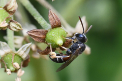Lasioglossum interruptum