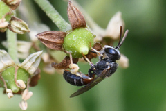 Lasioglossum interruptum