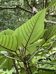 Touchardia latifolia
