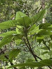 Touchardia latifolia