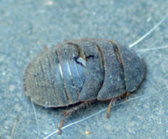 Homoeogamia mexicana