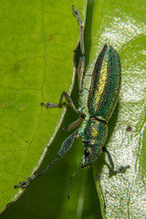 Naupactus auricinctus