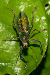 Naupactus auricinctus