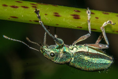 Naupactus auricinctus