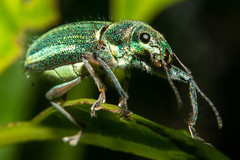 Naupactus auricinctus