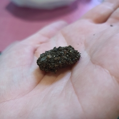 Neumichtis nigerrima