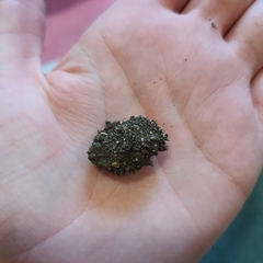 Neumichtis nigerrima