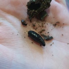 Neumichtis nigerrima