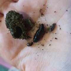 Neumichtis nigerrima