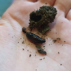 Neumichtis nigerrima