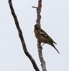 Fringilla coelebs