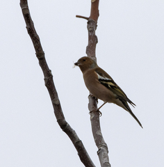 Fringilla coelebs