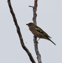 Fringilla coelebs