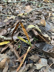 Hymenocallis liriosme