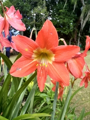 Hippeastrum reginae