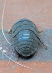 Homoeogamia mexicana