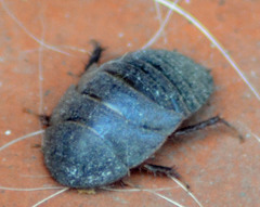 Homoeogamia mexicana