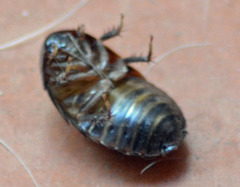 Homoeogamia mexicana