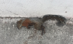 Sciurus aureogaster