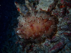 Nudipleura