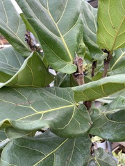 Ficus lyrata