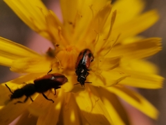 Arthrobrachus nigromaculatus