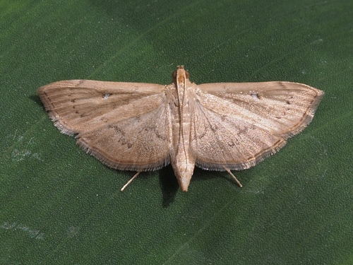 Geshna cannalis